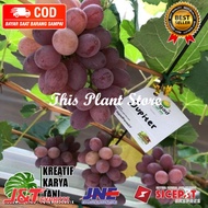 PROMO!! BISA COD BIBIT Tanaman anggur jupiter - Tanaman anggur jupiter