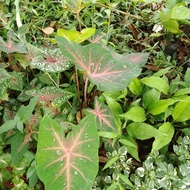 Tanaman hias Keladi/klady merah tanaman hias keladi