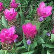POKOK BUNGA TULIP SIAM