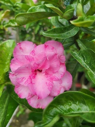 Adenium Bonsai/ Pink Desert Rose