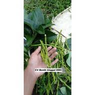 Entress Alpukat Green Taiwan Super