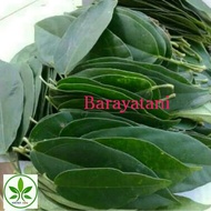 Daun Cincau Perdu/Daun Tawulu/Daun Tahuku Segar 1kg