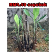 [promosi murah] anak pokok pisang tanduk, berangan, lemak manis, nangka, rastali & lain lain