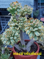 ยูโฟเบีย ทองอำพัน  (Euphorbia Poissonii F. Variegata)