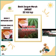 Benih Biji Sorgum merah / Beras Sorgum Repacking Seeds isi 100 Biji