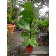Pokok Hiasan FIDLE FIG&Daun Besar*Ready stock*