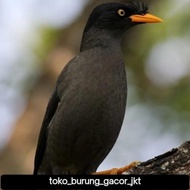 Burung Jalak Kebo Mata Kuning Pilihan #Gratisongkir
