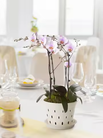 ZK20 Set of 5 white orchid pots with trays, transparent seedling cups for moth orchids, includes tra