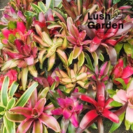 Bromeliad / Pokok Nanas Hiasan 鳳梨花 150mm Pot Live Plant Pokok Hiasan [Lush Garden]
