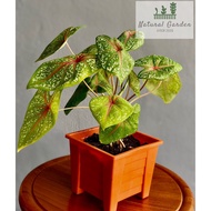 Caladium Flower / Tanaman Keladi <Real Plant>