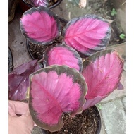 ◊☜ ๑ ﹊ Calathea Crimson Plant 4-5 Leaves MEDIUM BUY 2 TAKE 1