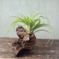 Airplant  Tillandsia Brachycaulos