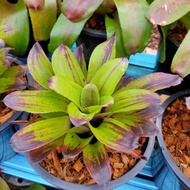 Bromeliad "Neo Strawberry Roan"