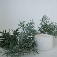 The Pond Candle | 冷杉森林 | 手工水泥香氛蠟燭