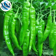 100 Seeds/pack SILI PANIGANG / Siling Haba / Hot Pepper Green / Bicol Express Chili Seeds