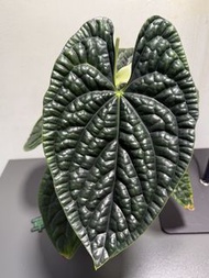 Anthurium Luxurians 奢華花燭