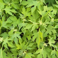 COD Available Insulin leaf seeds - best-selling insulin plant seeds