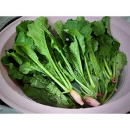 Easy to Grow Leafy Radish Seeds, Yielding h2t farm