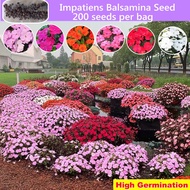 Quality Impatiens Balsamina Flower Seed (Mixed Colors 200pcs/bag) Benih Pokok Bunga Ornamental Flowering Plants Seeds