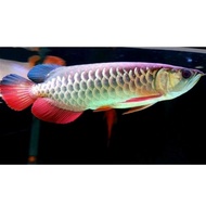 Promo Aquafish Arwana Golden red Blue base 15-25 cm