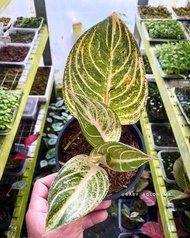 ( BISA BAYAR DI TEMPAT ) AGLONEMA ESMERALDA GOLDEN ANAKAN 1 SAMPAI 3 DAUN + POT