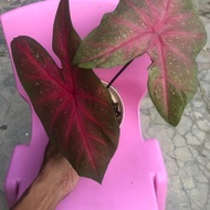 keladi hias pink brust /caladium bicolor #tanamanhias #caladium