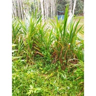 Napier & Dwarf napier.