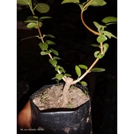 bahan Bonsai Bebuas Sancang Combo.