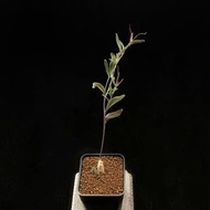 SG3464-紫花洋葵實生株🔥多肉植物小盆栽禮物🔥