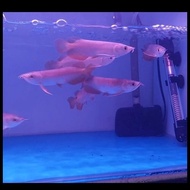 Arwana/Arowana Golden Red 10Cm Kualitas Terjamin