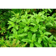 Daun pokok selasih/holy basil/ tulsi