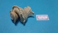 superlin30 a157-0301 瑪娃花仙螺 (45.7*40.6 mm)