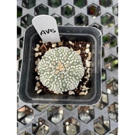 Augustfame - Astrophytum Asteria Superkabuto AV5 超兜 仙人球 cactus succulent