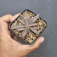 euphorbia tulearensis x franco
