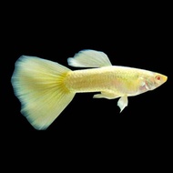 Albino Gold Guppy