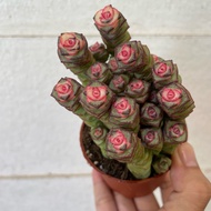 H2O - H2O - Crassula marnieriana (Jade Necklace) Succulent Live Plant