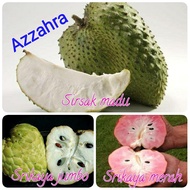 Paket bibit srikaya jumbo srikaya merah dan sirsak madu