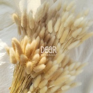 bunga kering lagurus/bunny tail dried flower