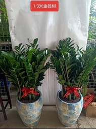 金錢樹發財樹植物盆栽 家居辦公室商場餐飲軟裝