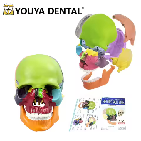 1pcs/set 4D Disassembled Color Skull Anatomical Model Detachable Teaching Demonstration Model Dentis