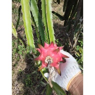 Keratan benih buah naga isi merah