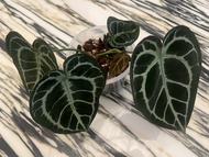 Anthurium Crystallinum hybrid 水晶雜花燭 / 側芽，多株，葉黑，撕裂紋，大葉