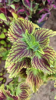 Mayana Coleus Dragon Scale (Semi Rare Plant) with FREE white plastic pot, and garden soil - Live Plant/ Plant for sale