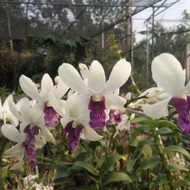 Anggrek Dendrobium Wongleng dewasa