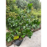 Sindo - Cempedak Fruit/nangka By Andhika Live Plant 5HP4582L57