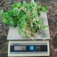 50gram Akar pegaga jepun pegaga cina / anak pokok/ benih / pennywort / centella asitica/ gardening/ 