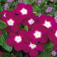 35 เมล็ด ดอกแพงพวย (Vinca Pacifica Seeds) ความหมาย ความทรงจำที่มีความสุข สายพันธุ์ Pacifica Burgundy