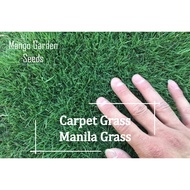 Manila Grass Seeds - 6000++ Seed Biji Benih Rumput Manila, Carpet Grass, Lawn Grass, Zoysia Grass, 马