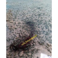 Koki Burayak Oranda Redcup Panda
