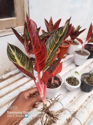 Aglonema Red Sumatra Pride Of Sumatra (POS)